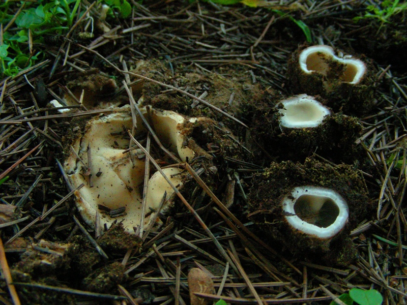 Primo ascomicete dell''anno (Geopora sumneriana)